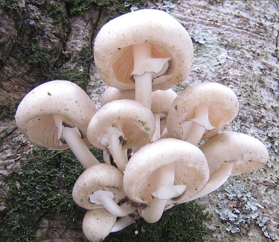 Funghi da Limestre